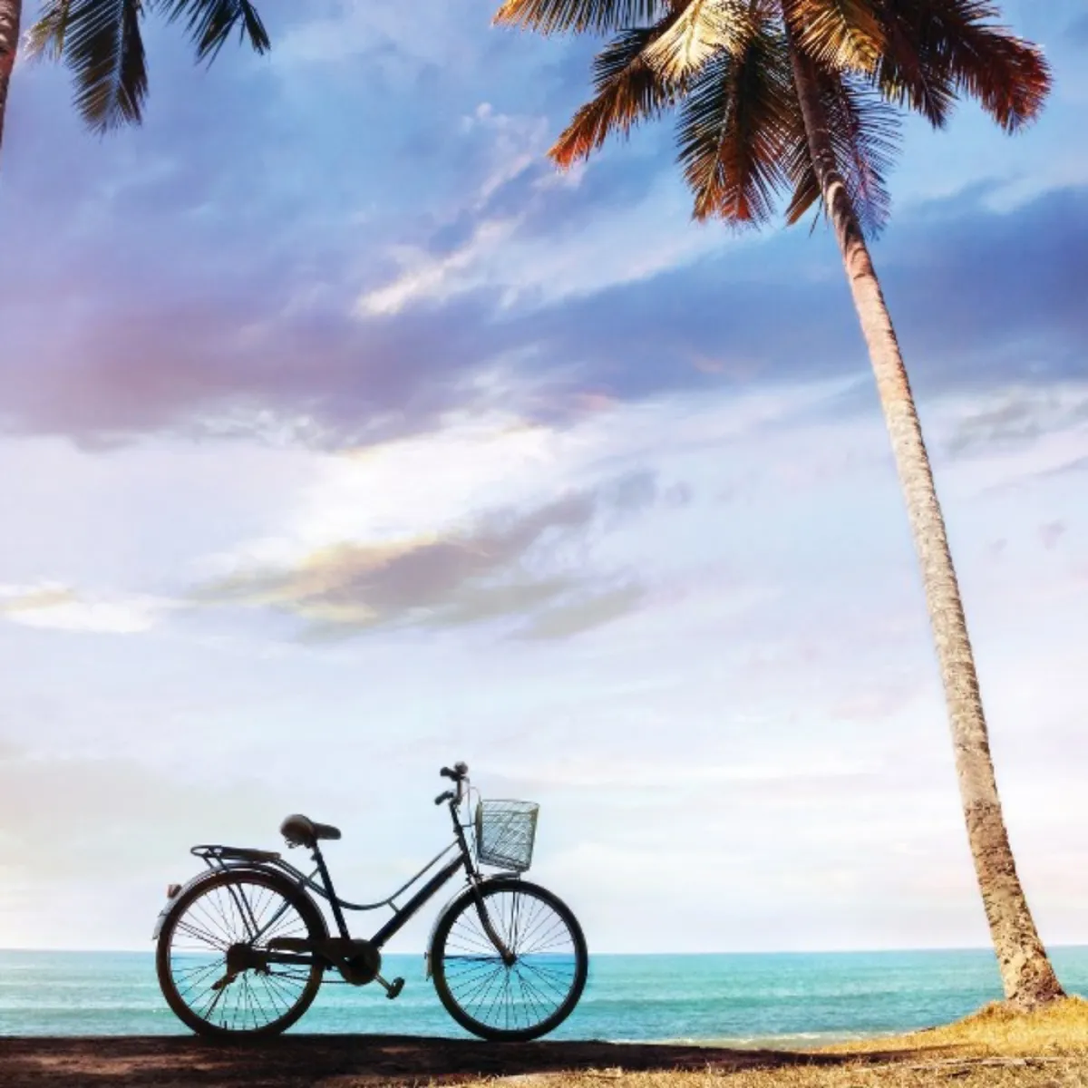 a bicycle next to a palm tree on a beach