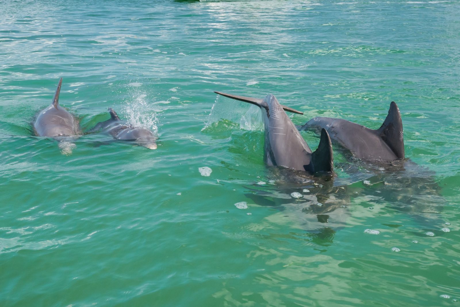 a flock of seagulls in a pool of water