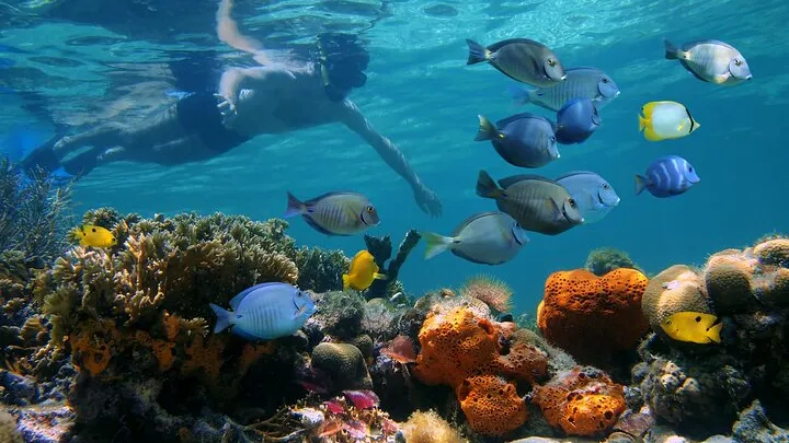 snorkeling charter boat company in key west florida barefoot billys