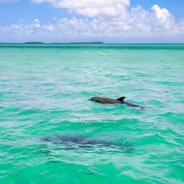 Two dolphins swimming in clear turquoise water under a blue sky.